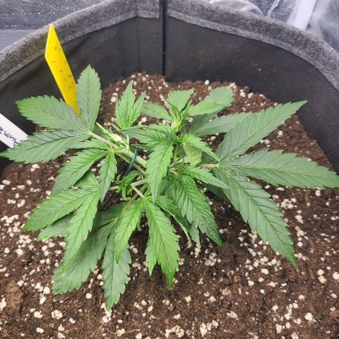 Amnesia Dream XL  growlog timeline photo