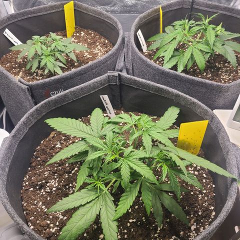 Zkittlez growlog timeline photo