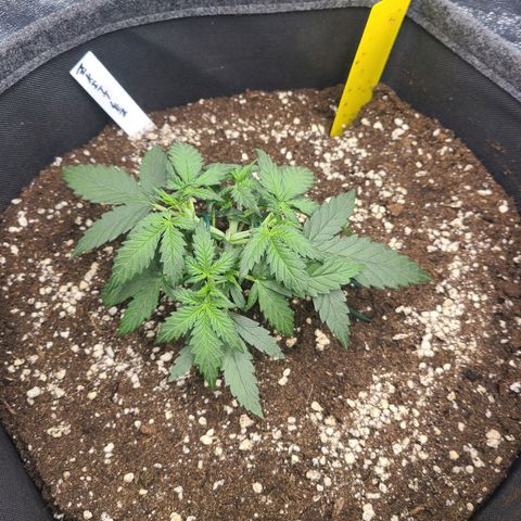 Zkittlez growlog timeline photo