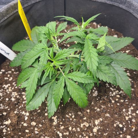 Amnesia Dream XL  growlog timeline photo