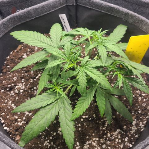 Lemon Haze  growlog timeline photo