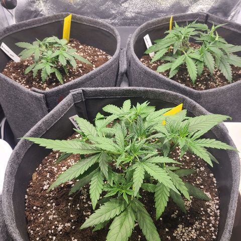 Zkittlez growlog timeline photo