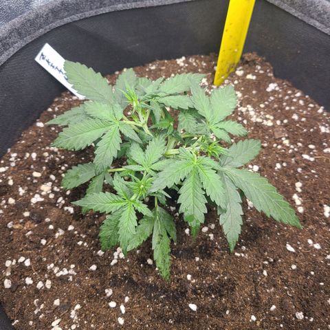 Zkittlez growlog timeline photo