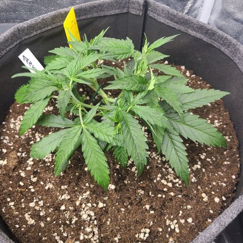 Amnesia Dream XL  growlog timeline photo