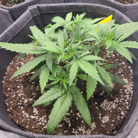 Lemon Haze  growlog timeline photo