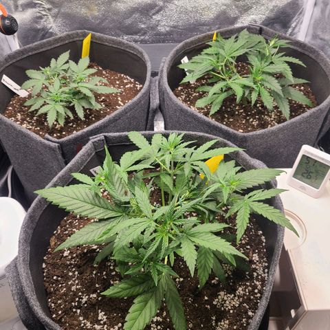 Zkittlez growlog timeline photo