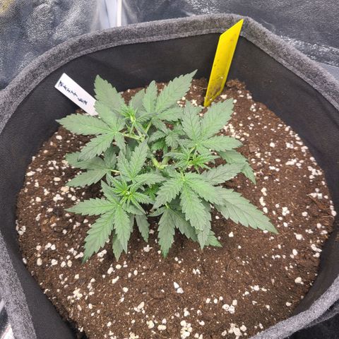 Zkittlez growlog timeline photo