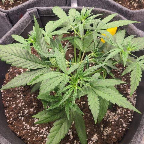 Lemon Haze  growlog timeline photo