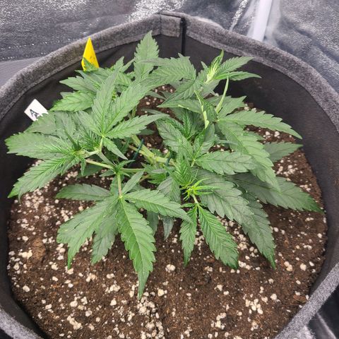 Amnesia Dream XL  growlog timeline photo