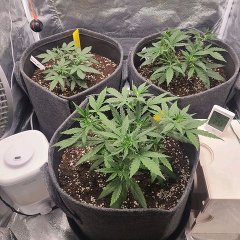 Zkittlez growlog timeline photo