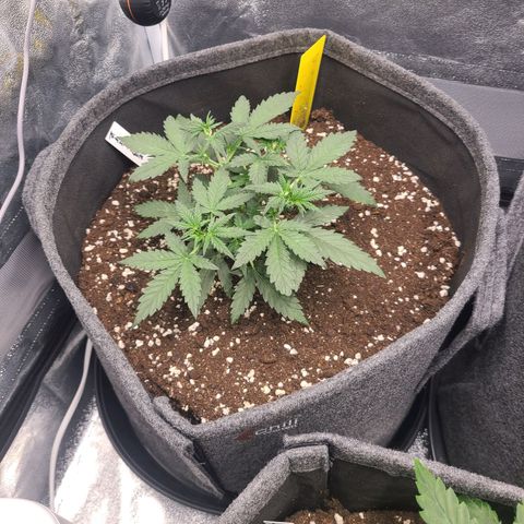 Zkittlez growlog timeline photo