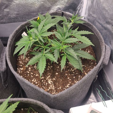 Amnesia Dream XL  growlog timeline photo