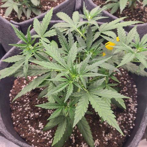 Lemon Haze  growlog timeline photo