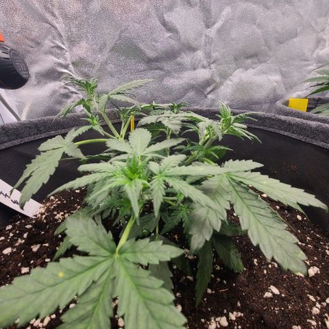 Zkittlez growlog timeline photo
