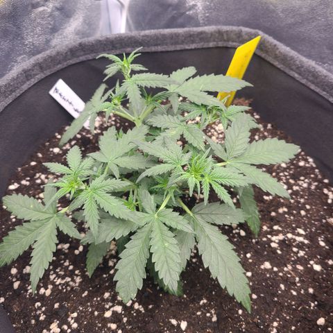 Zkittlez growlog timeline photo