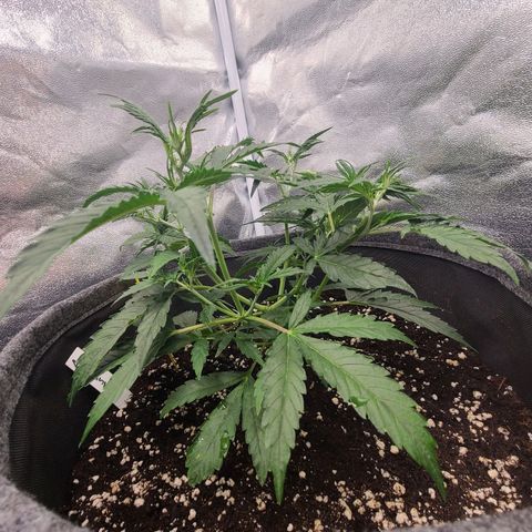 Amnesia Dream XL  growlog timeline photo