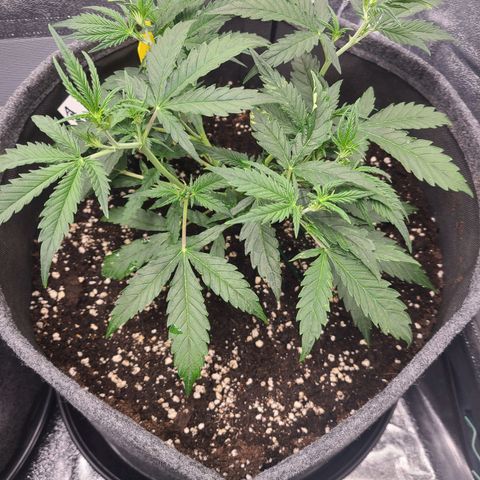 Amnesia Dream XL  growlog timeline photo