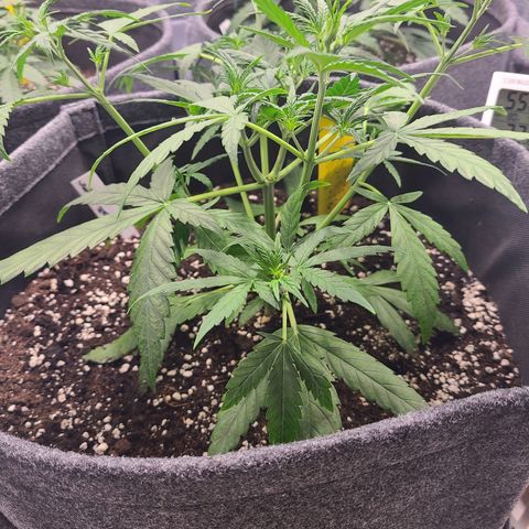 Lemon Haze  growlog timeline photo
