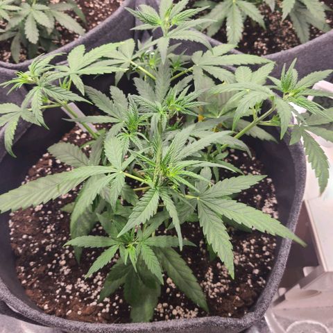 Lemon Haze  growlog timeline photo