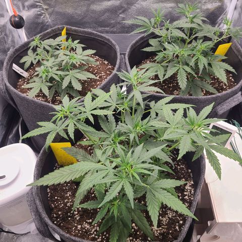 Zkittlez growlog timeline photo