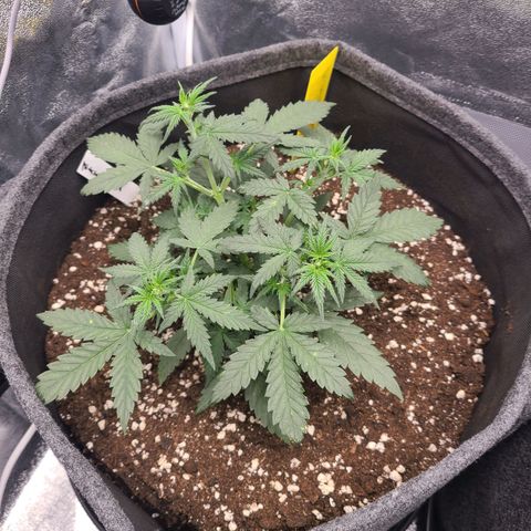 Zkittlez growlog timeline photo