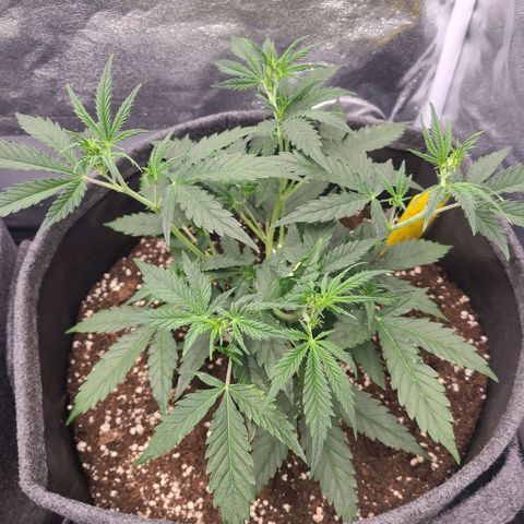 Amnesia Dream XL  growlog timeline photo