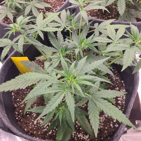 Lemon Haze  growlog timeline photo