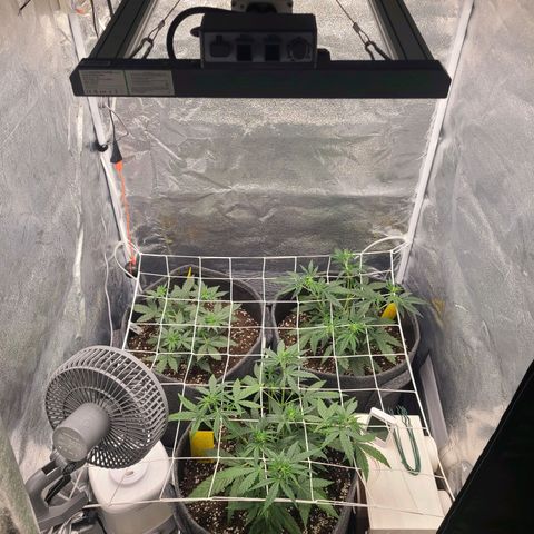 Zkittlez growlog timeline photo