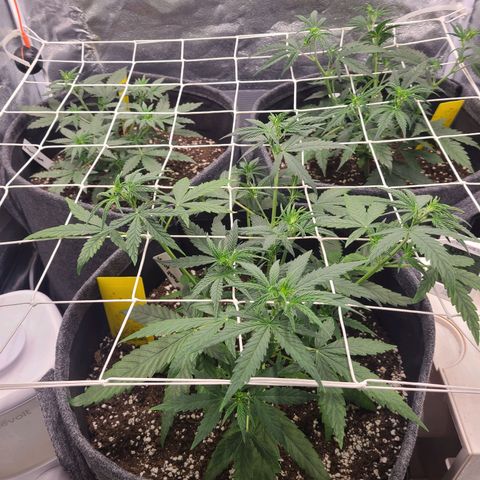 Zkittlez growlog timeline photo