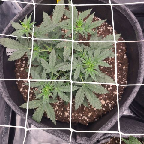 Zkittlez growlog timeline photo