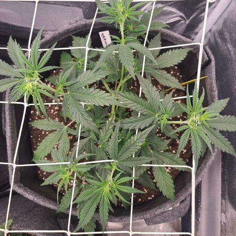 Amnesia Dream XL  growlog timeline photo