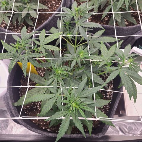 Lemon Haze  growlog timeline photo