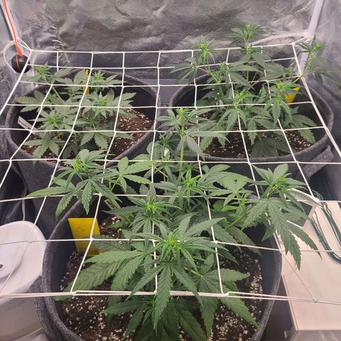 Zkittlez growlog timeline photo