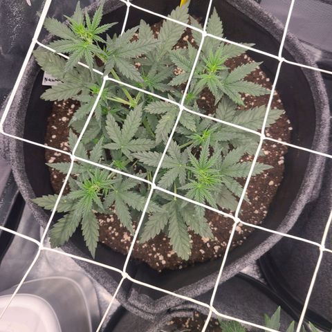 Zkittlez growlog timeline photo