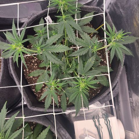 Amnesia Dream XL  growlog timeline photo