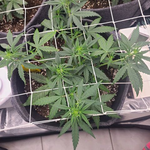 Lemon Haze  growlog timeline photo