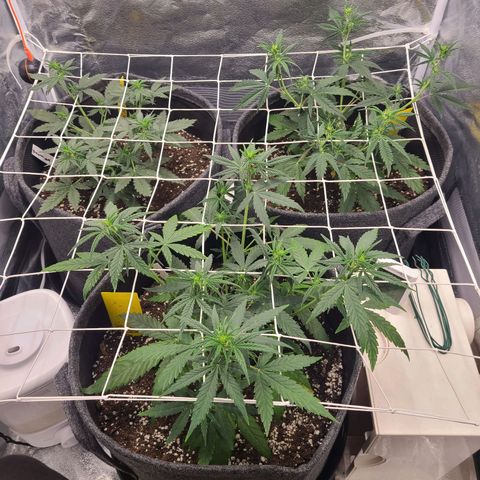 Zkittlez growlog timeline photo