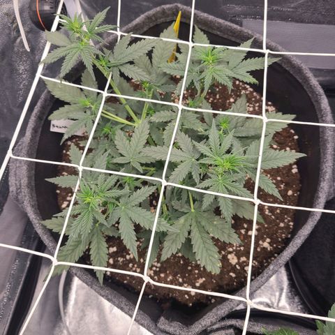 Zkittlez growlog timeline photo