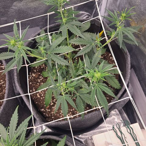 Amnesia Dream XL  growlog timeline photo