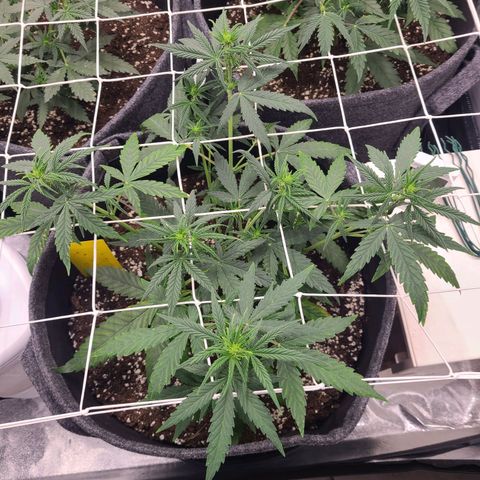 Lemon Haze  growlog timeline photo