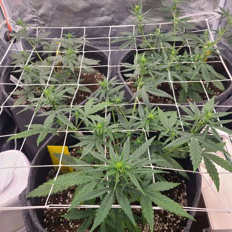 Zkittlez growlog timeline photo