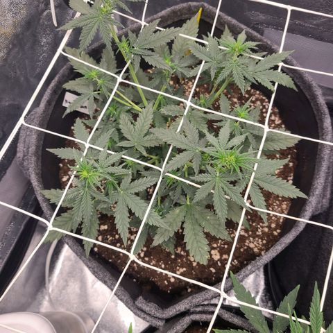 Zkittlez growlog timeline photo