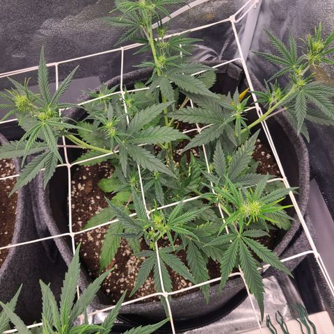 Amnesia Dream XL  growlog timeline photo
