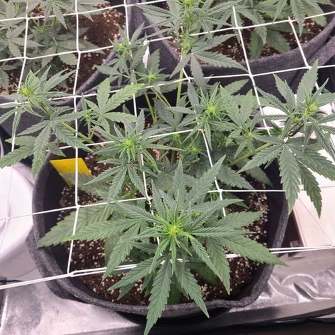 Lemon Haze  growlog timeline photo