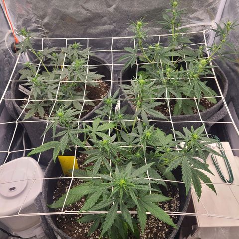 Zkittlez growlog timeline photo