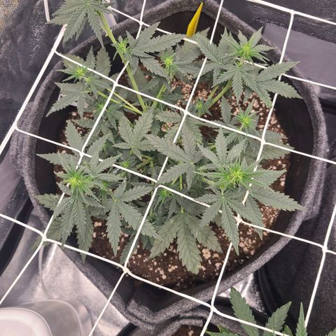 Zkittlez growlog timeline photo
