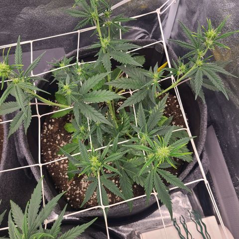 Amnesia Dream XL  growlog timeline photo