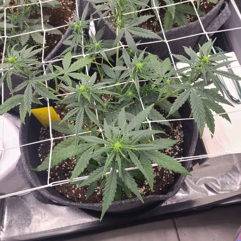 Lemon Haze  growlog timeline photo