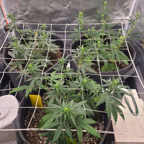 Zkittlez growlog timeline photo