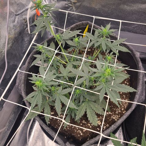 Zkittlez growlog timeline photo